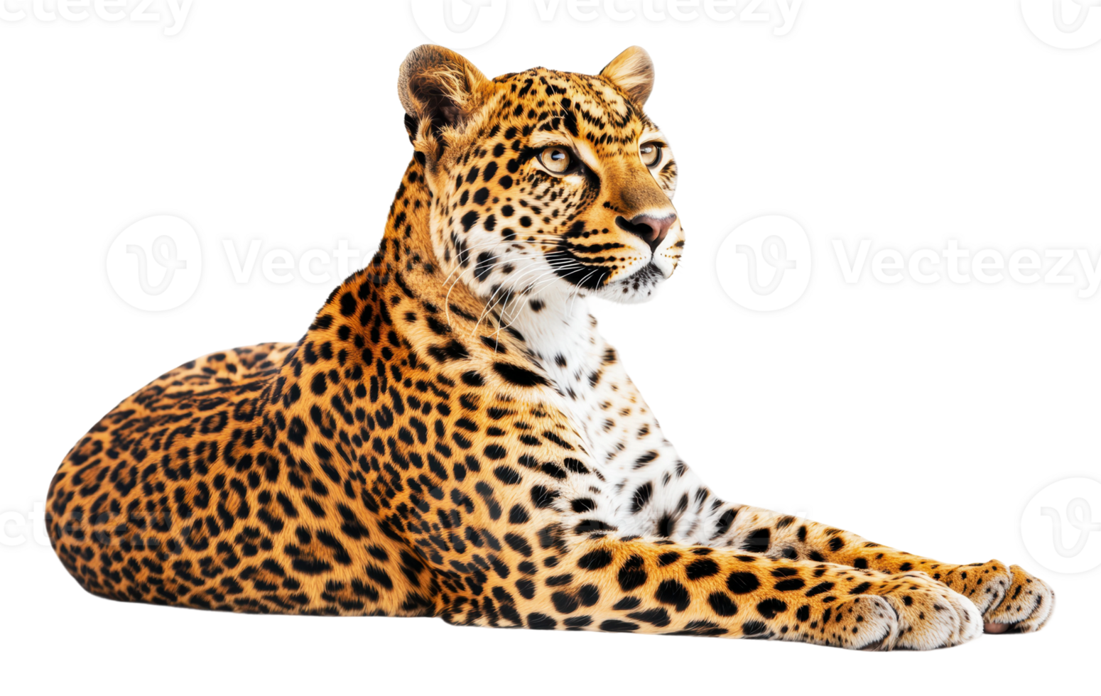 Leopard lounging in a relaxed pose at the zoo png