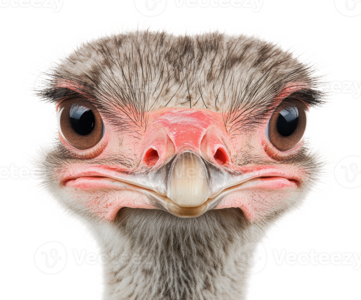 Close-up of an ostrich with curious expression png