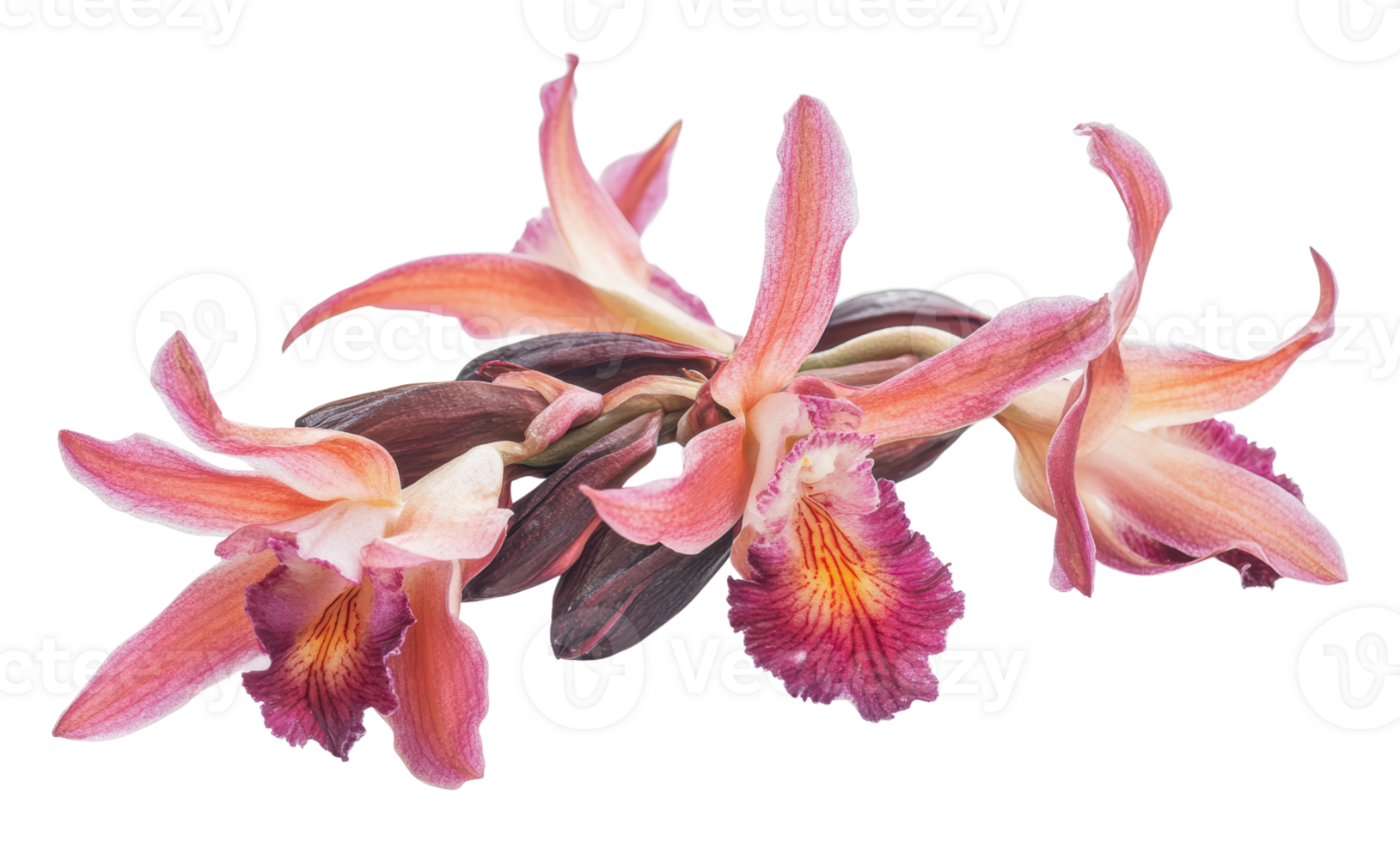 Beautiful orchid flowers showcasing vibrant colors png