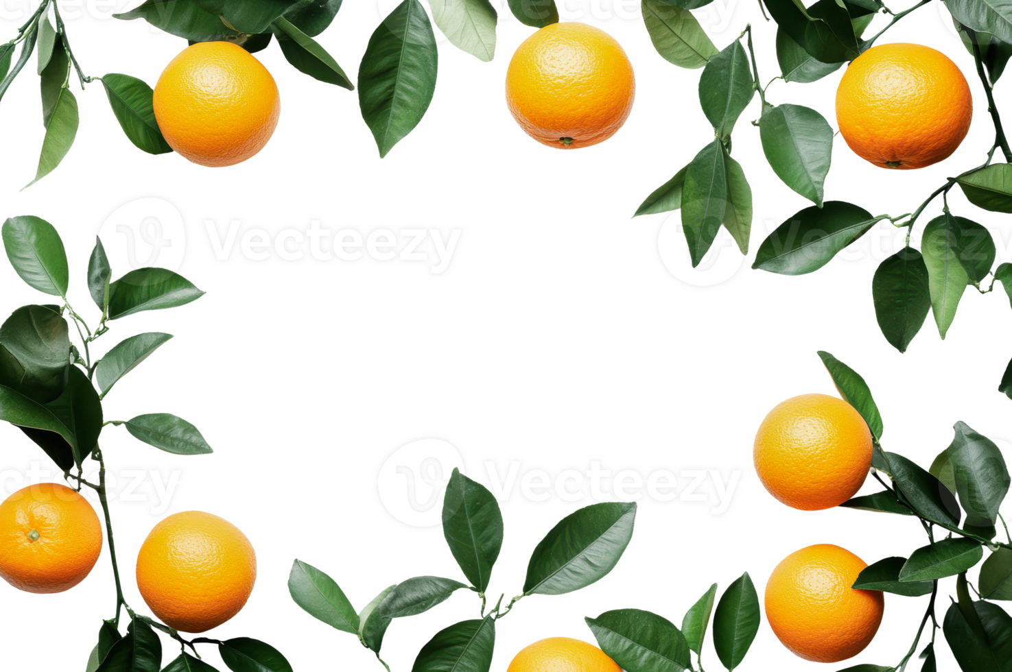 Bright oranges surrounded by lush green leaves png