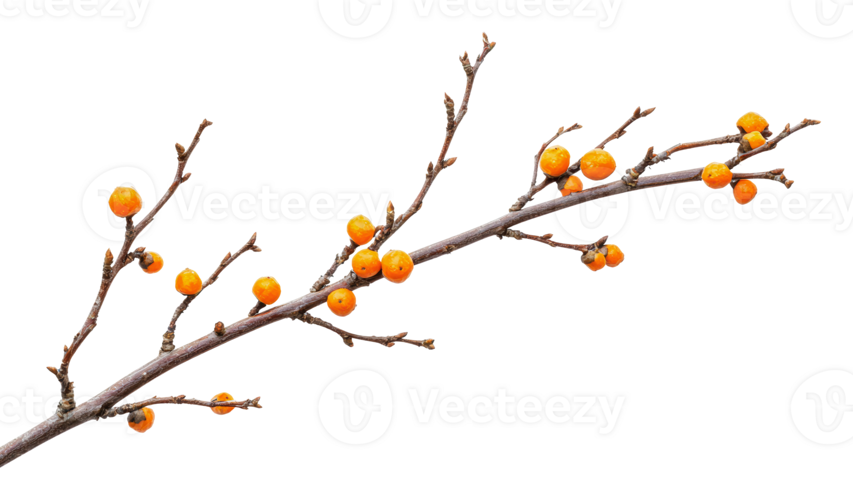 Bright orange berries on a bare branch in autumn png