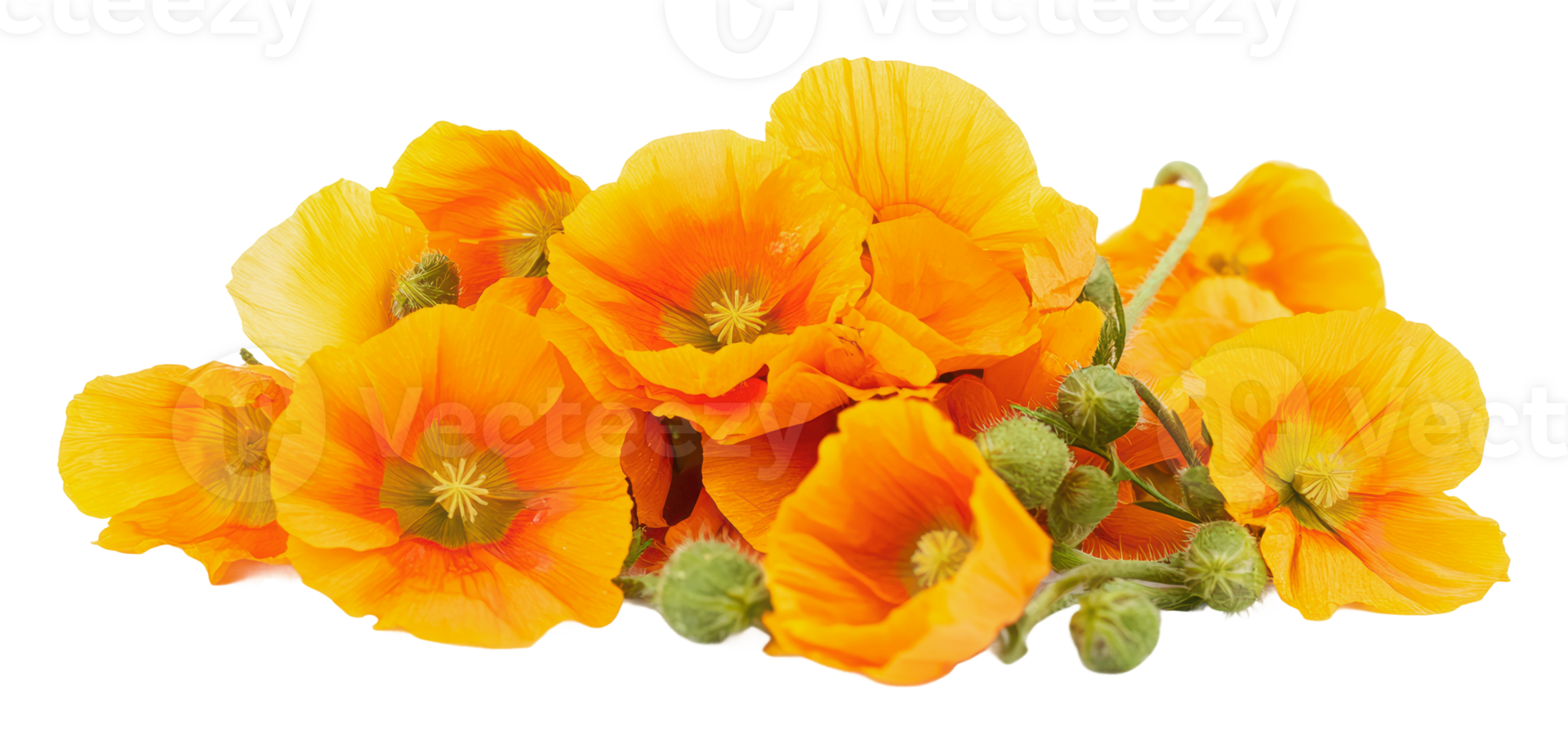 Vibrant orange flowers on a white background png