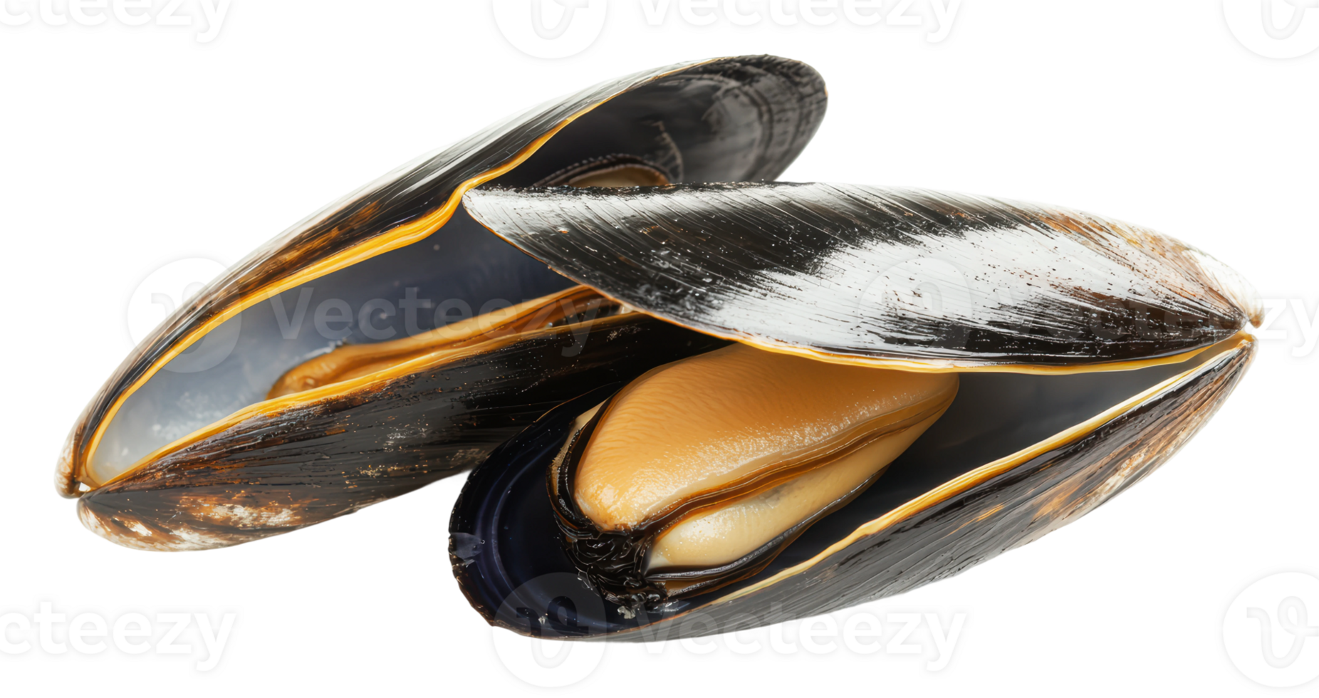 Freshly opened mussels ready for culinary use png
