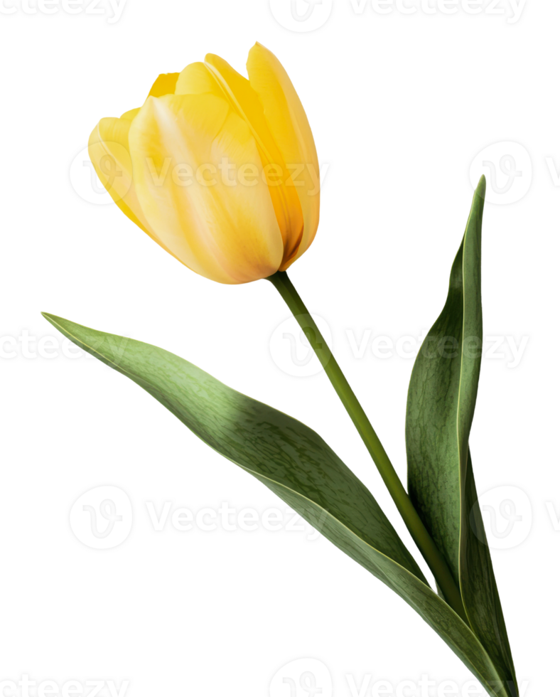 Bright yellow tulip blooming in springtime setting png