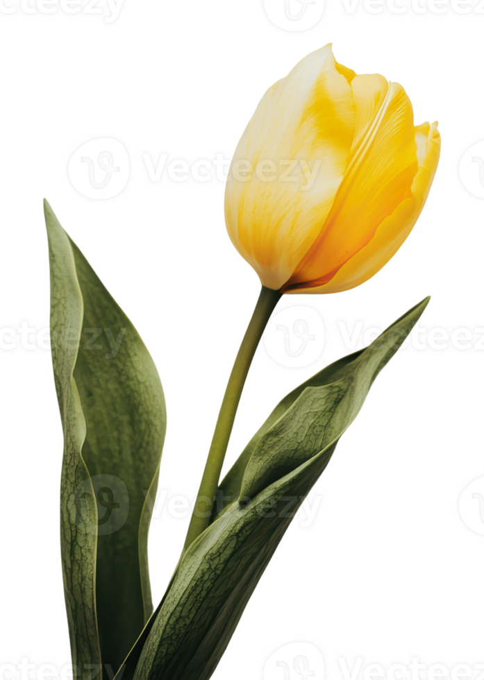 Bright yellow tulip with green leaves stands tall png