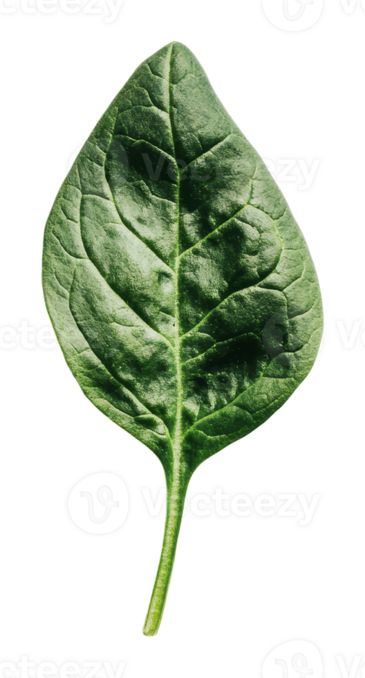 Green spinach leaf on white background png