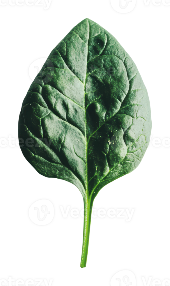 Fresh green spinach leaf on white background png