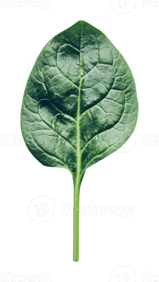 Fresh spinach leaf showcasing vibrant green color png