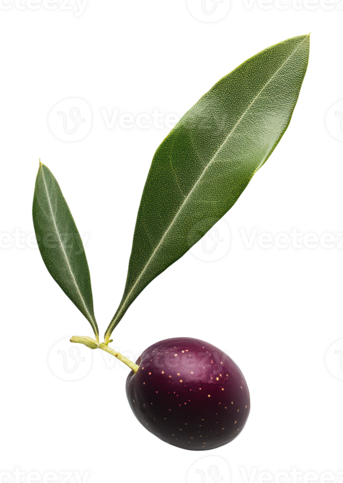 Fresh olive on branch with green leaves png