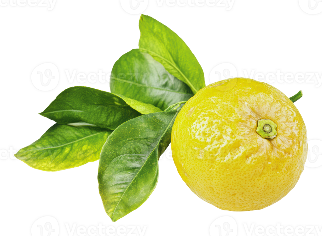 Fresh lemon with green leaves ready for harvest png