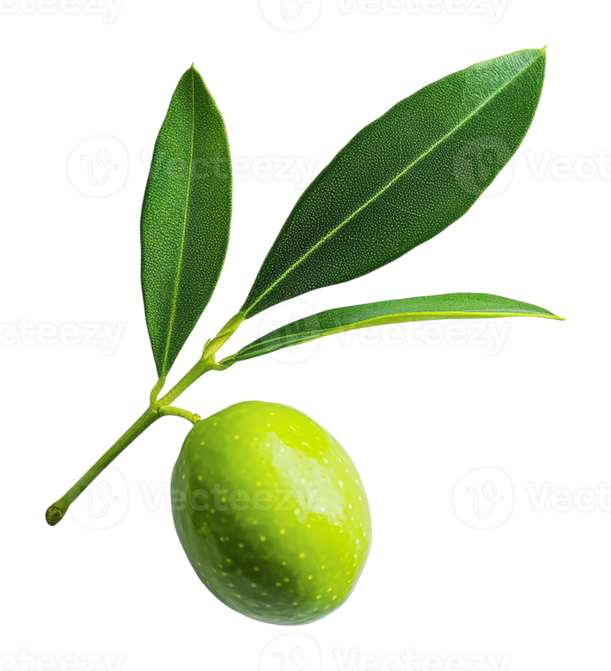 Fresh green olive branch with leaves and fruit png