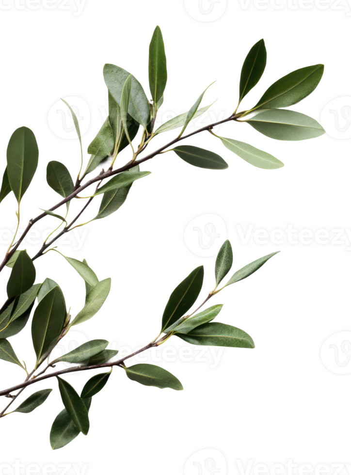 Elegant olive branch with lush green leaves png