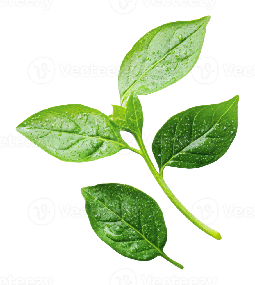 Fresh green leaves with water droplets on them png