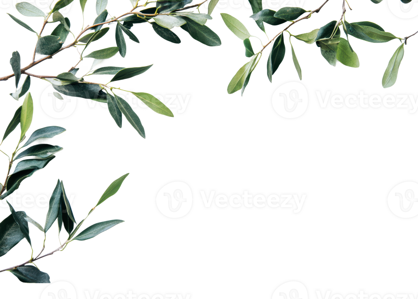 Branch with green leaves on a white background png
