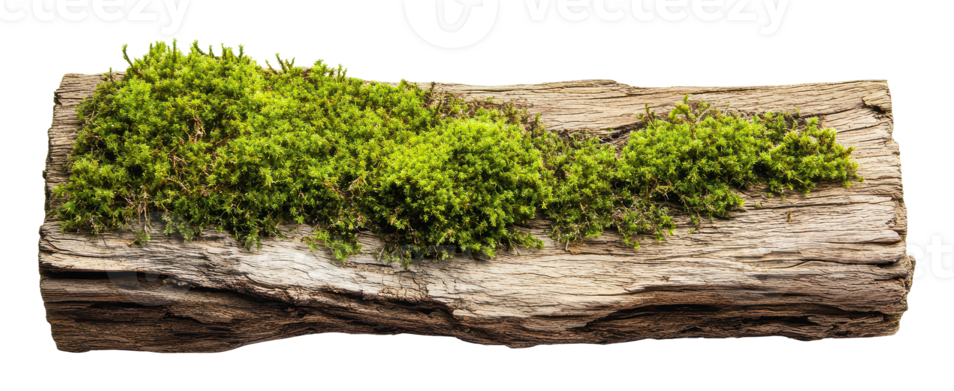 Moss-covered log resting in natural setting png