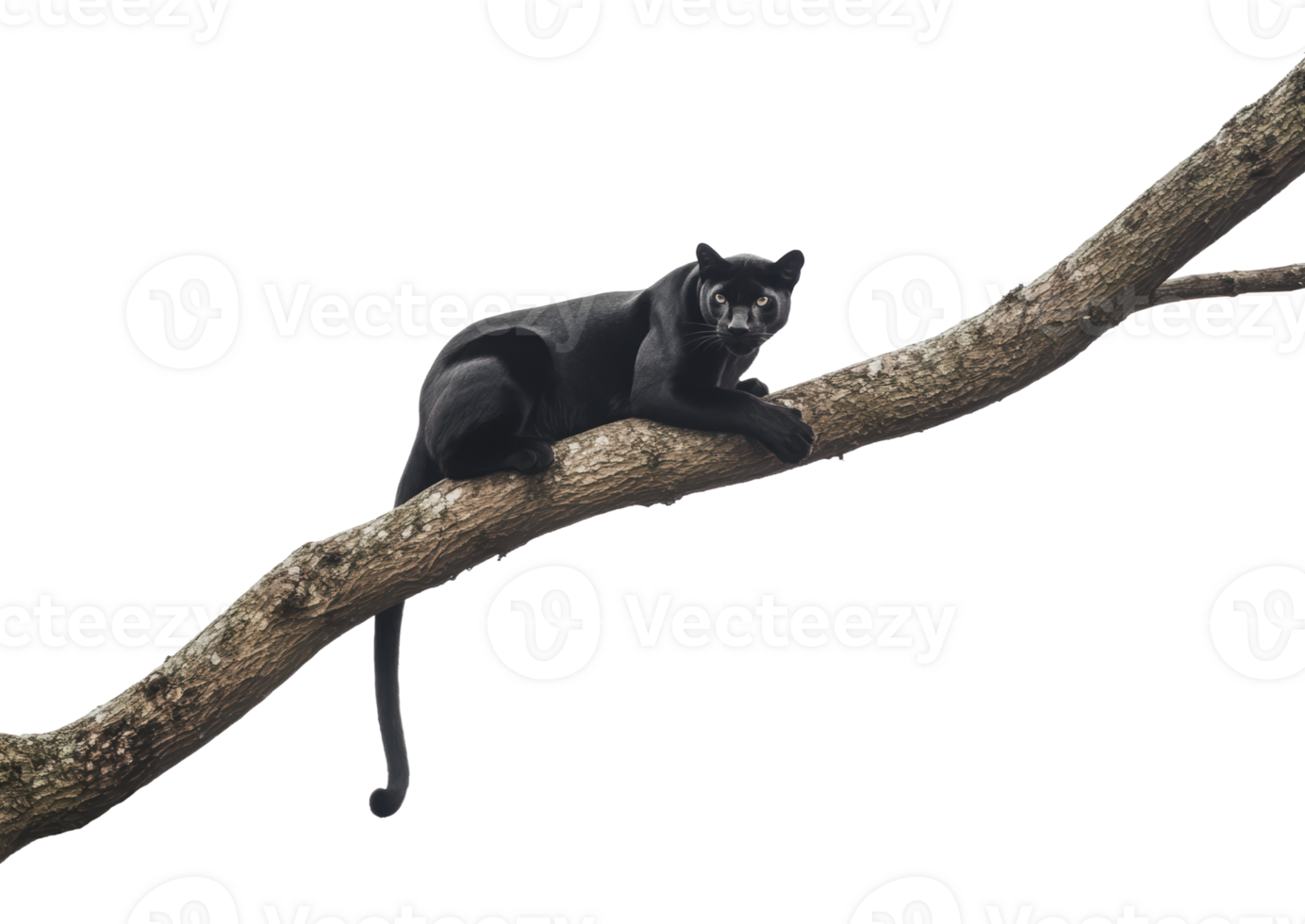 Black panther lounging on tree branch png