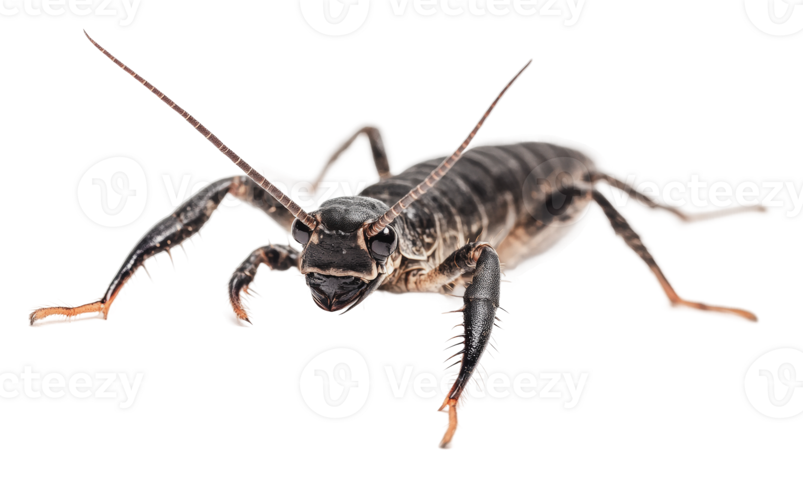 Detailed view of a cricket on a white background png
