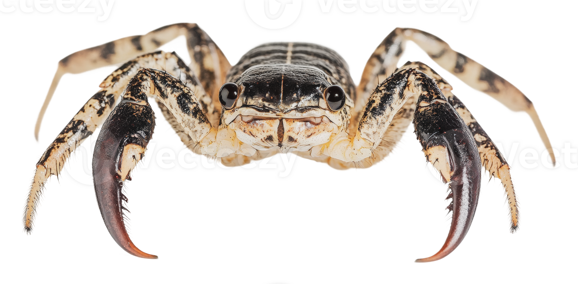 Crab with bold claws on a plain background png
