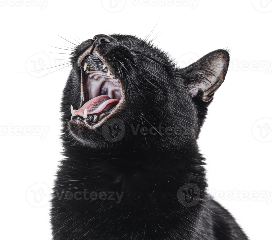 Black cat yawning with eyes closed and mouth open png