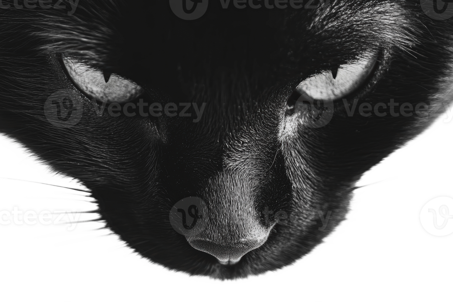 Close-up view of a black cat's face with intensity png