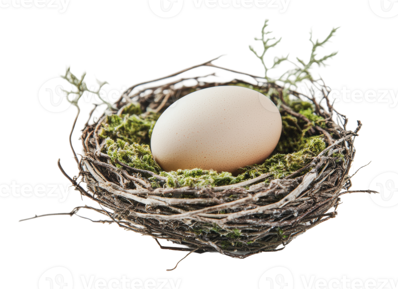 Nest with an egg resting on soft moss png