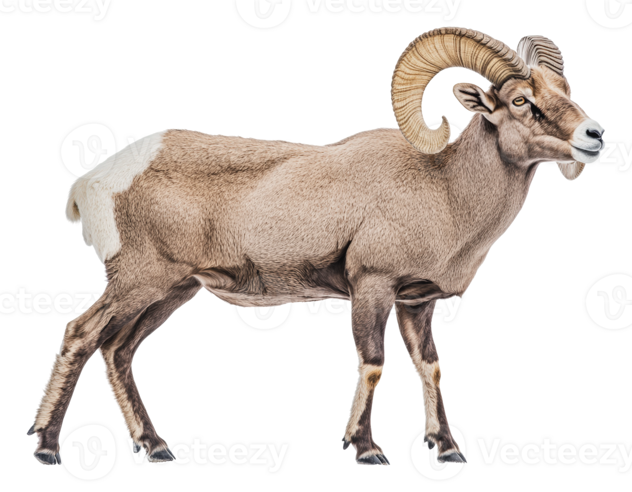 Profile view of a bighorn sheep png