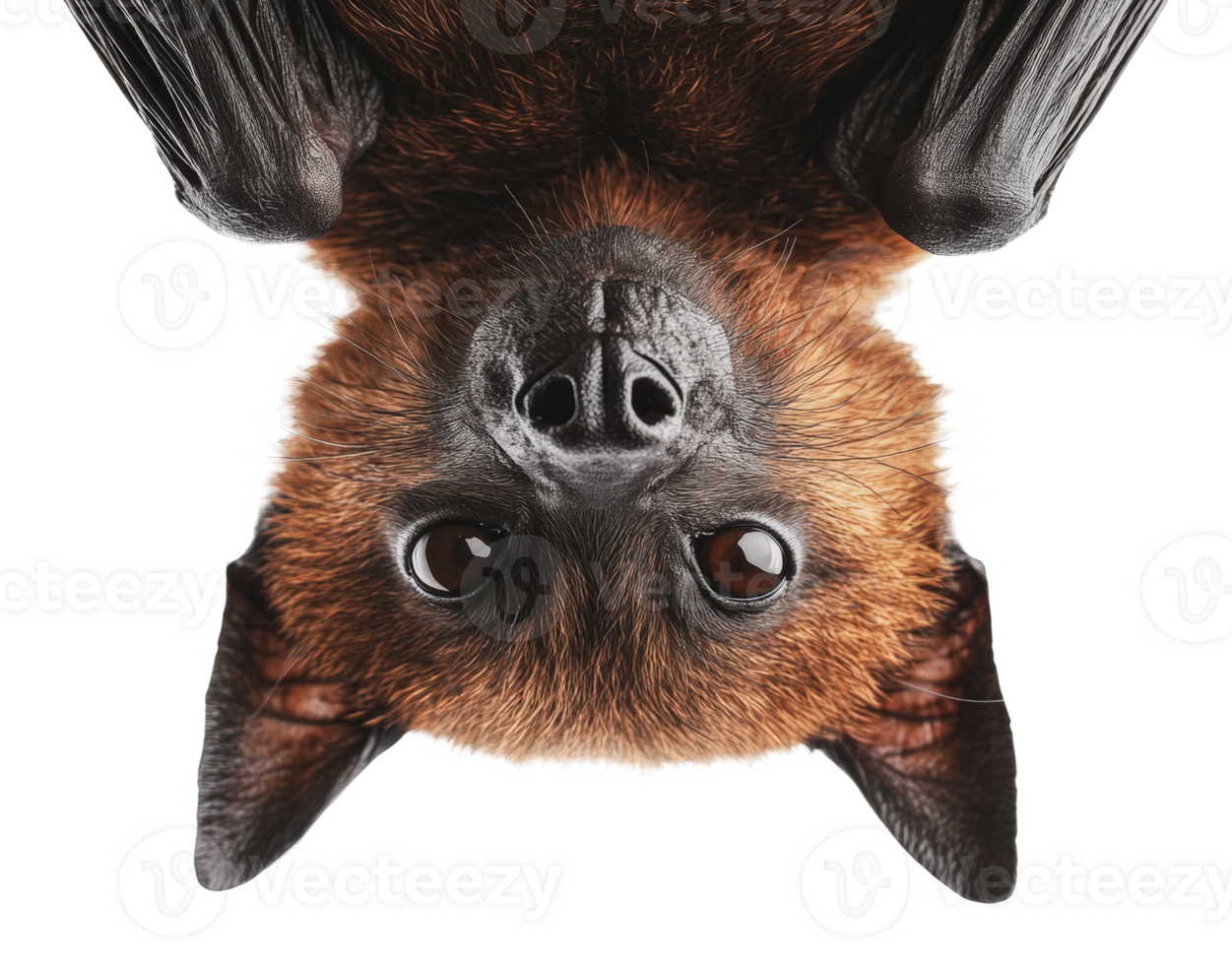 Bat sleeping upside down png
