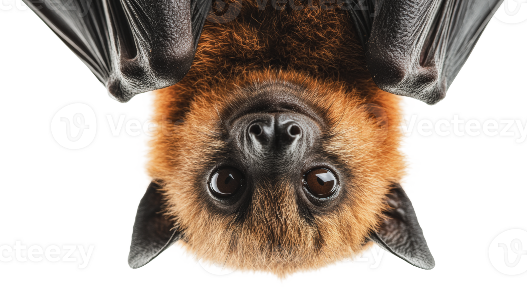 Brown bat hanging upside down in a light setting png