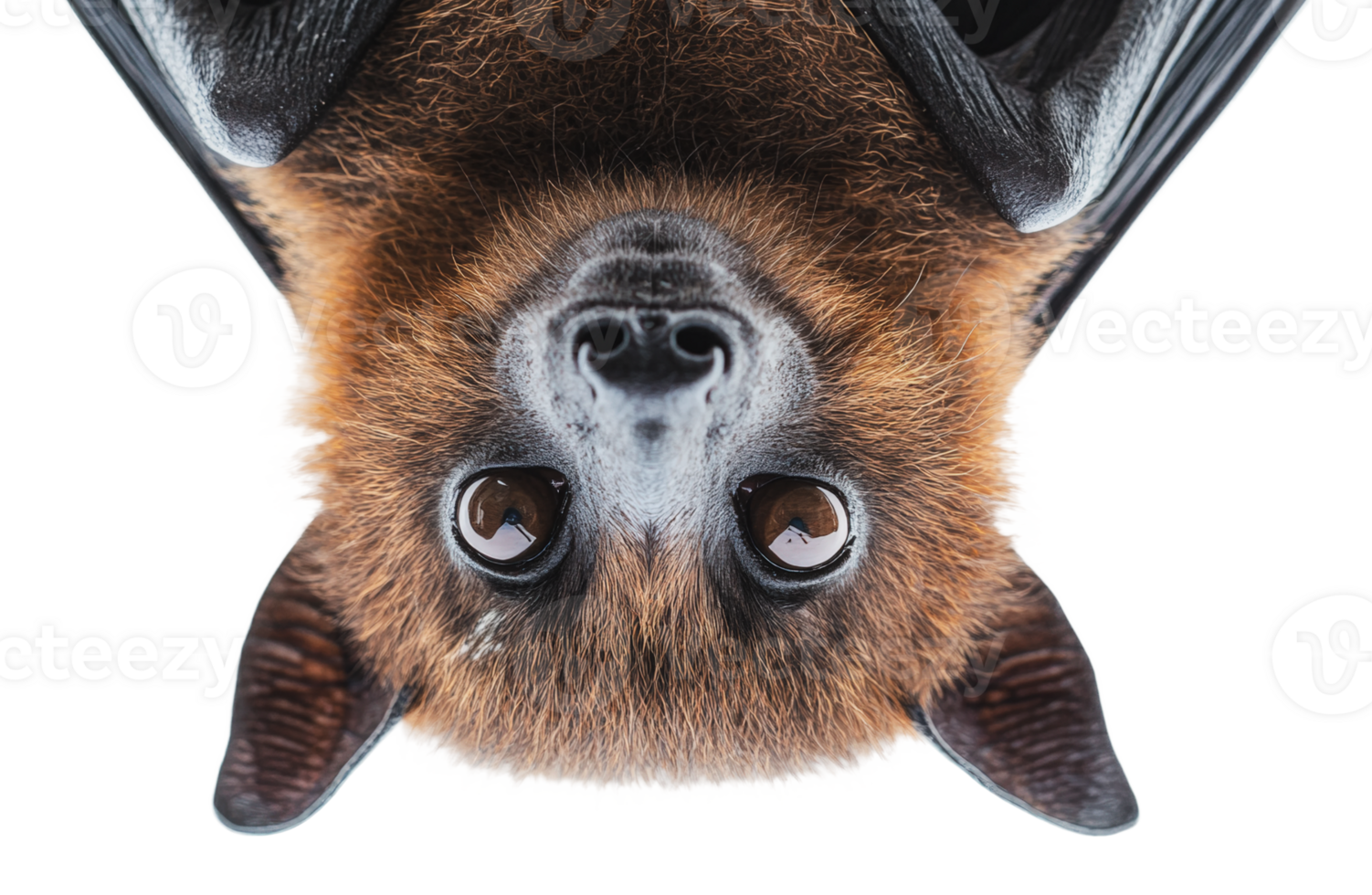 Bat hanging upside down with sharp focus png