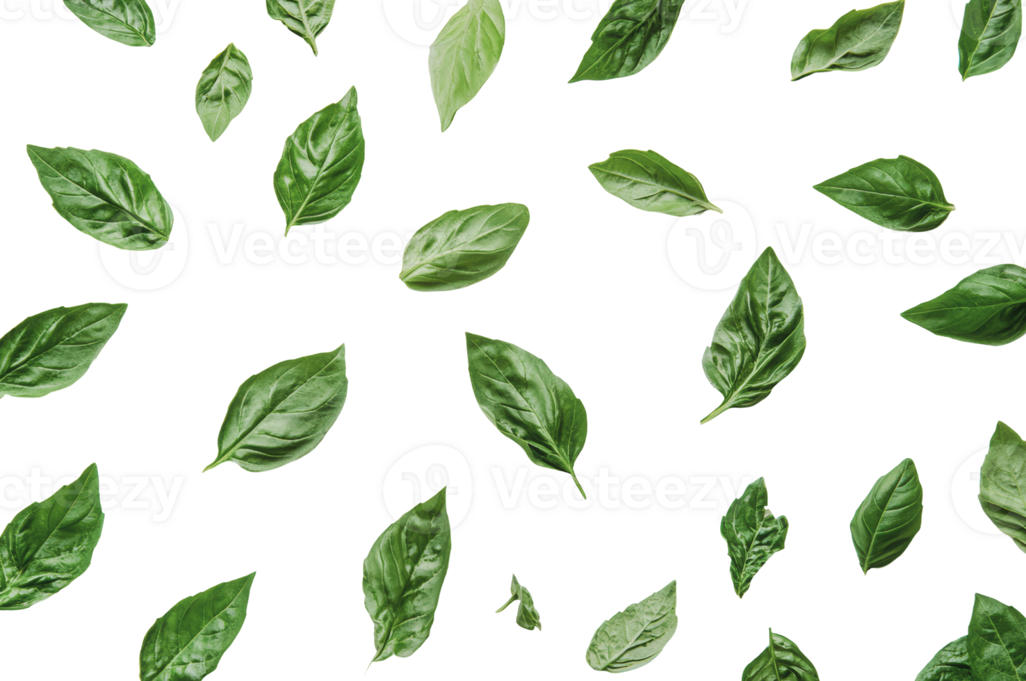 Fresh basil leaves scattered on a white surface png