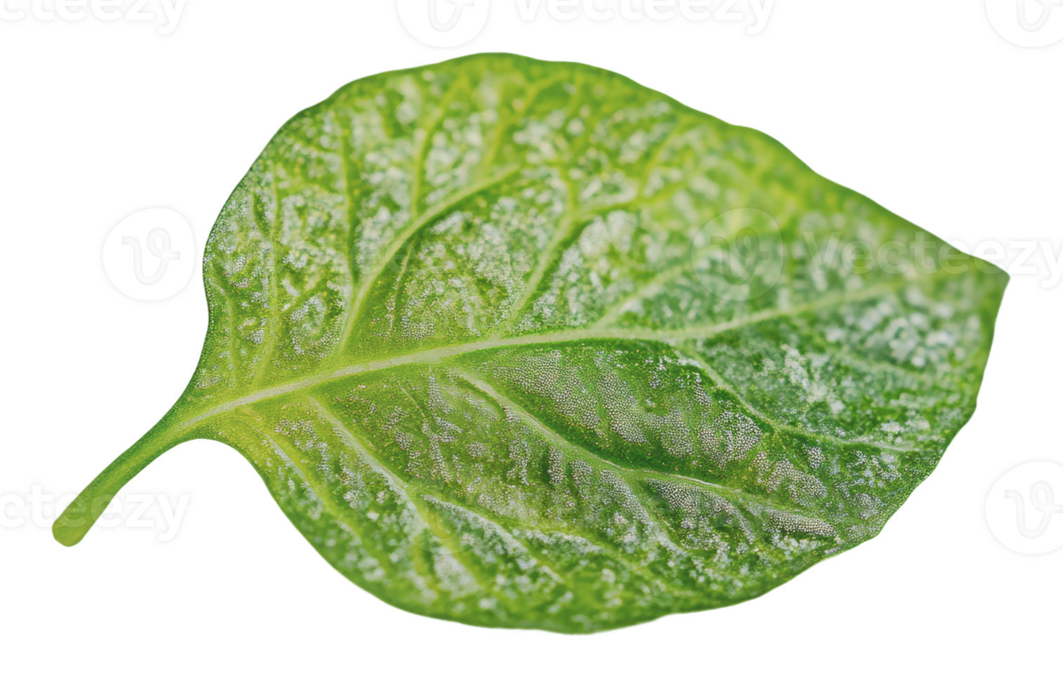 Green leaf with detailed texture and veins png