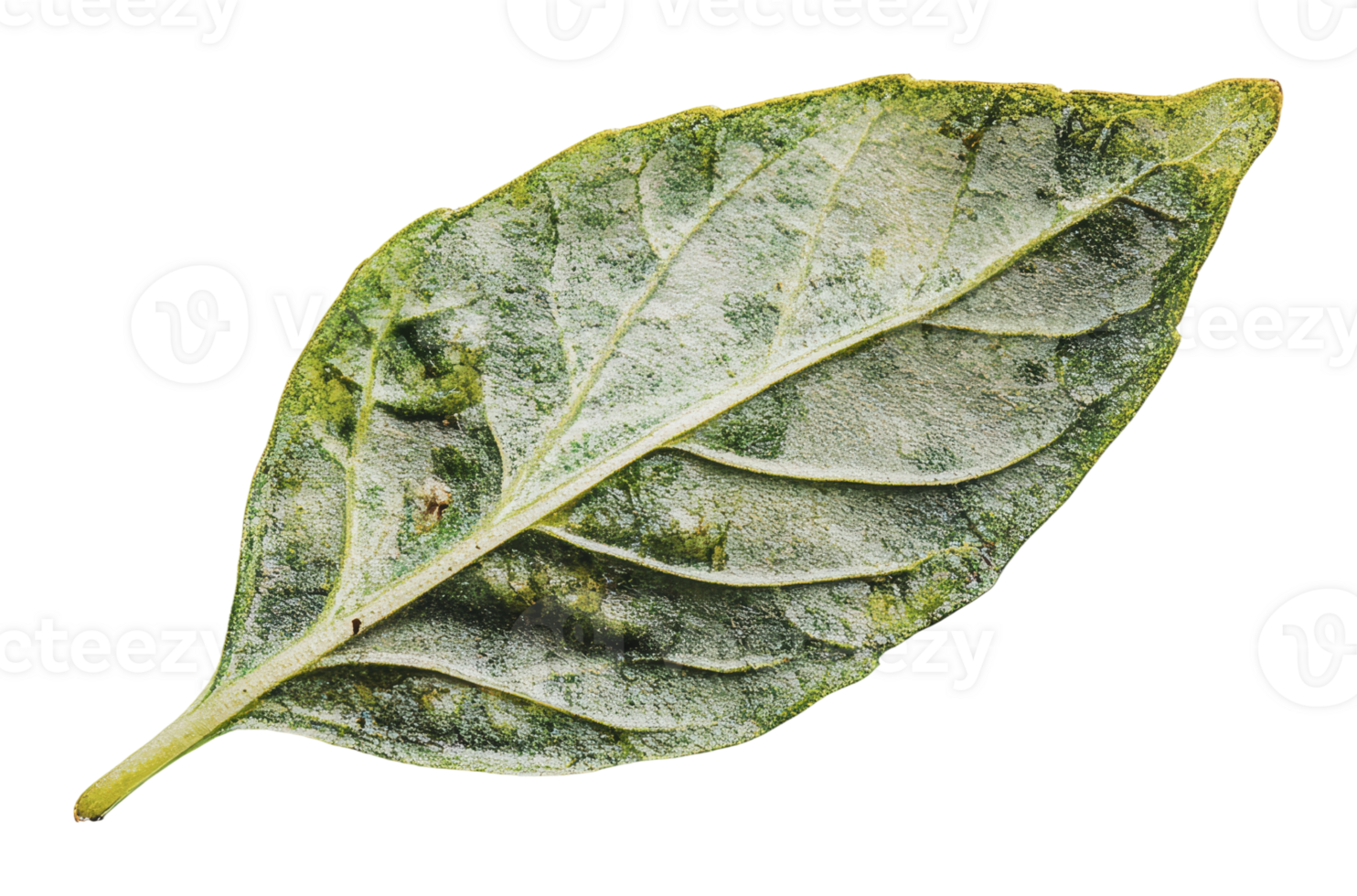 Distinctive bay leaf with natural texture png