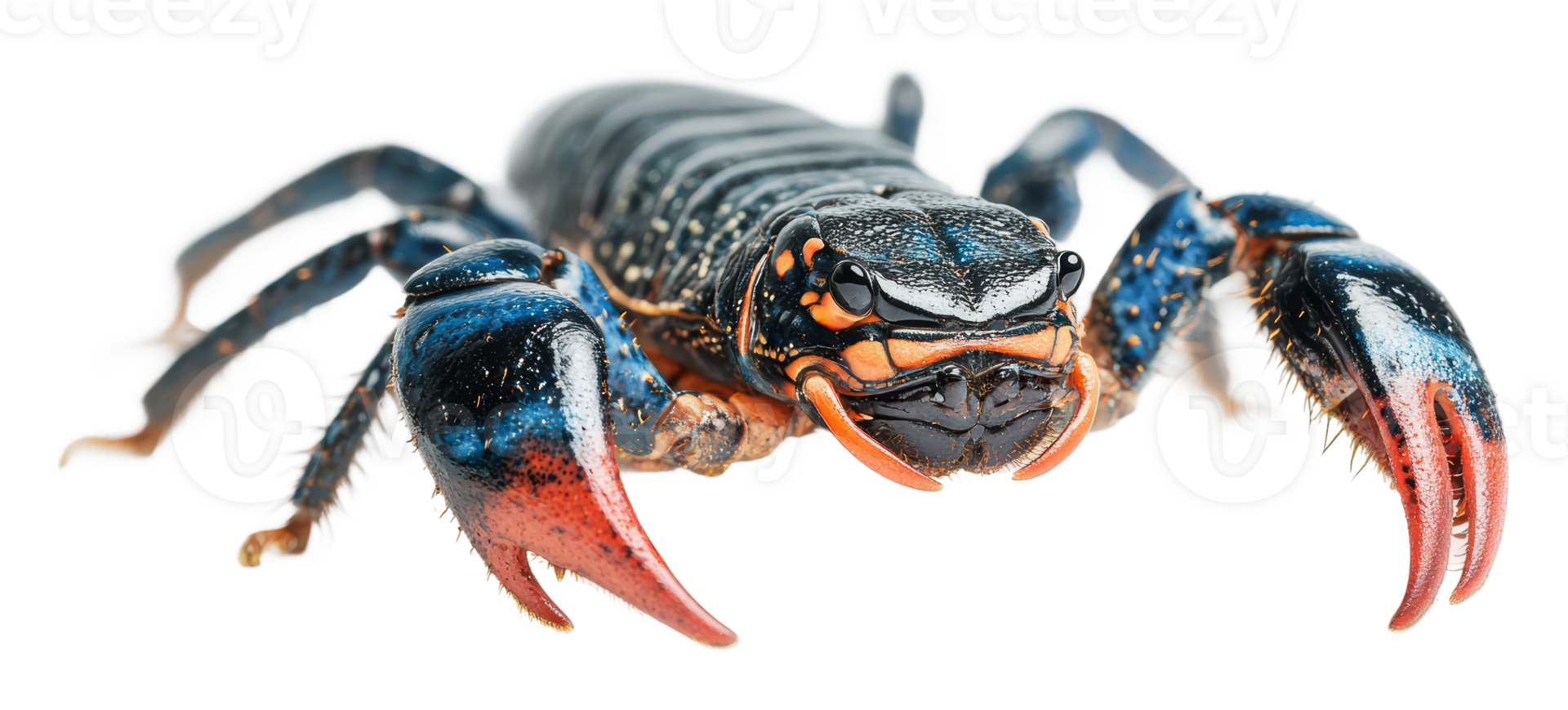 Striking blue and black crab on a white background png