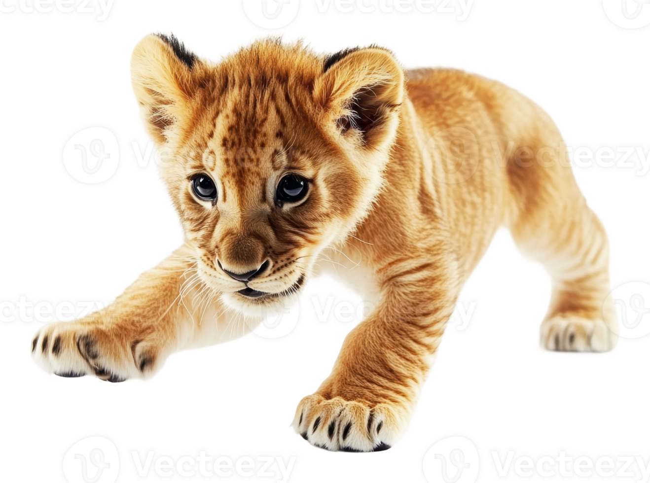 Playful lion cub exploring its surroundings png