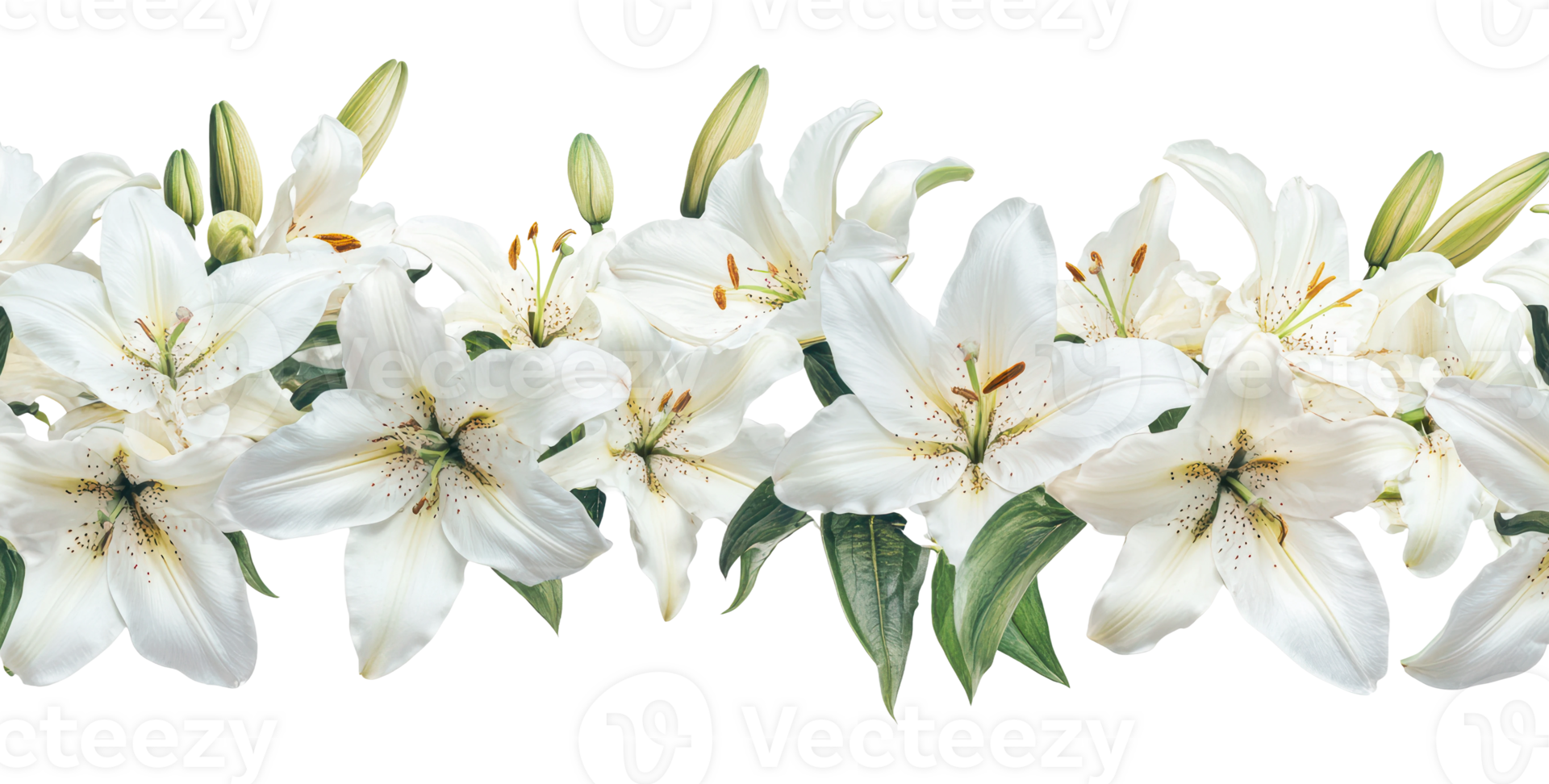 Blooming white lilies on a white backdrop png