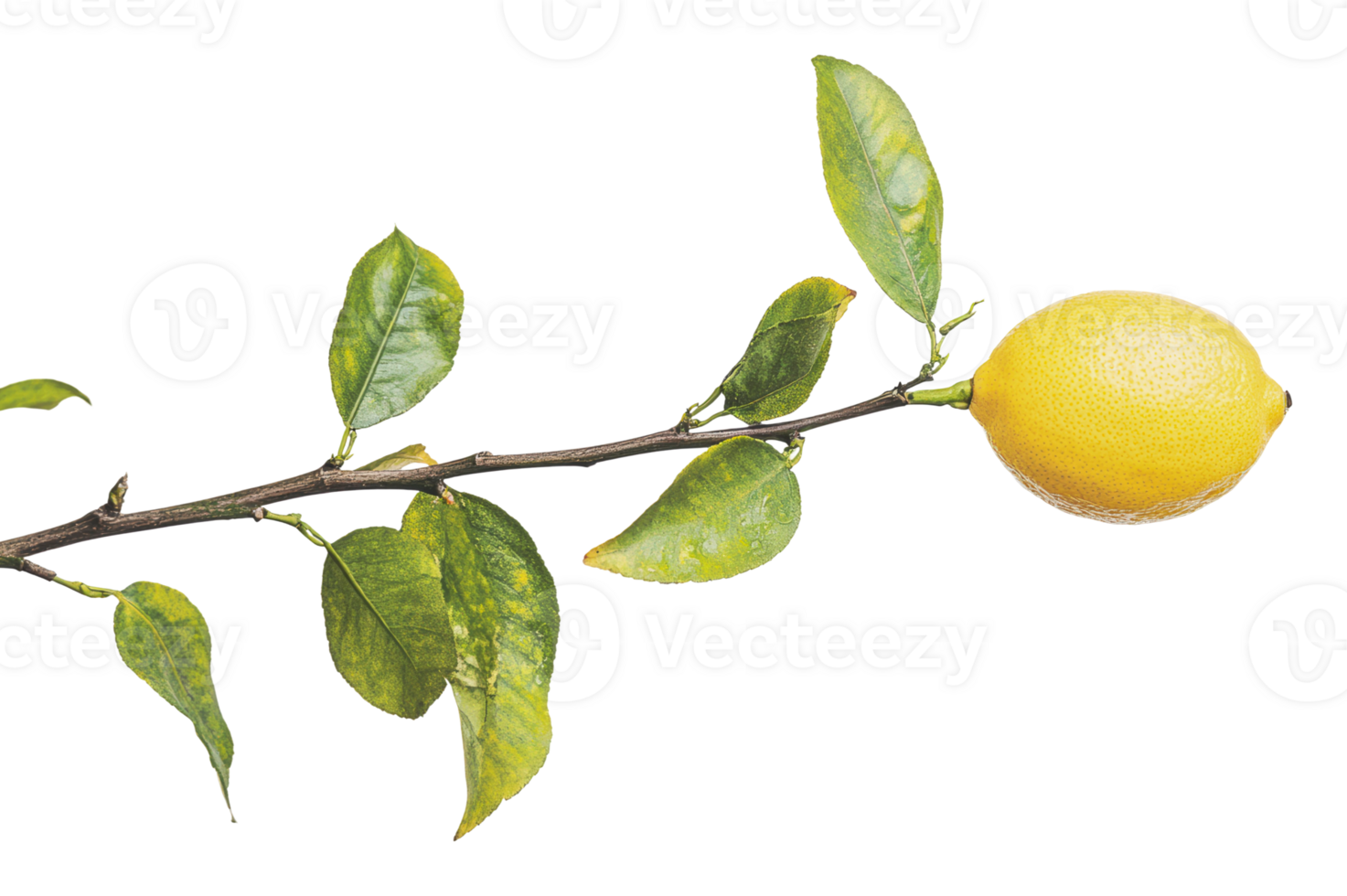 Fresh lemon on branch with green leaves png