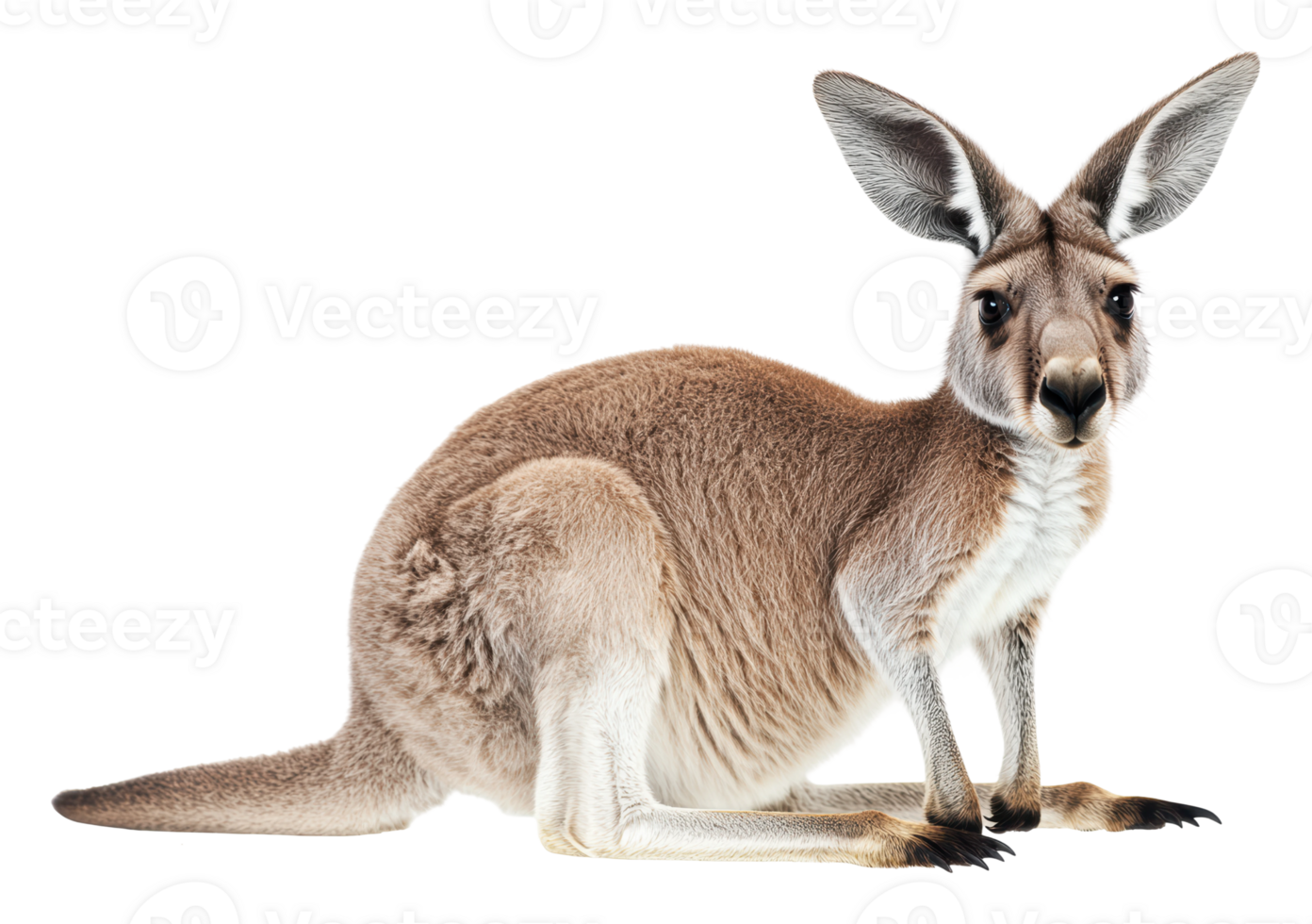 Kangaroo resting with attentive posture indoors png