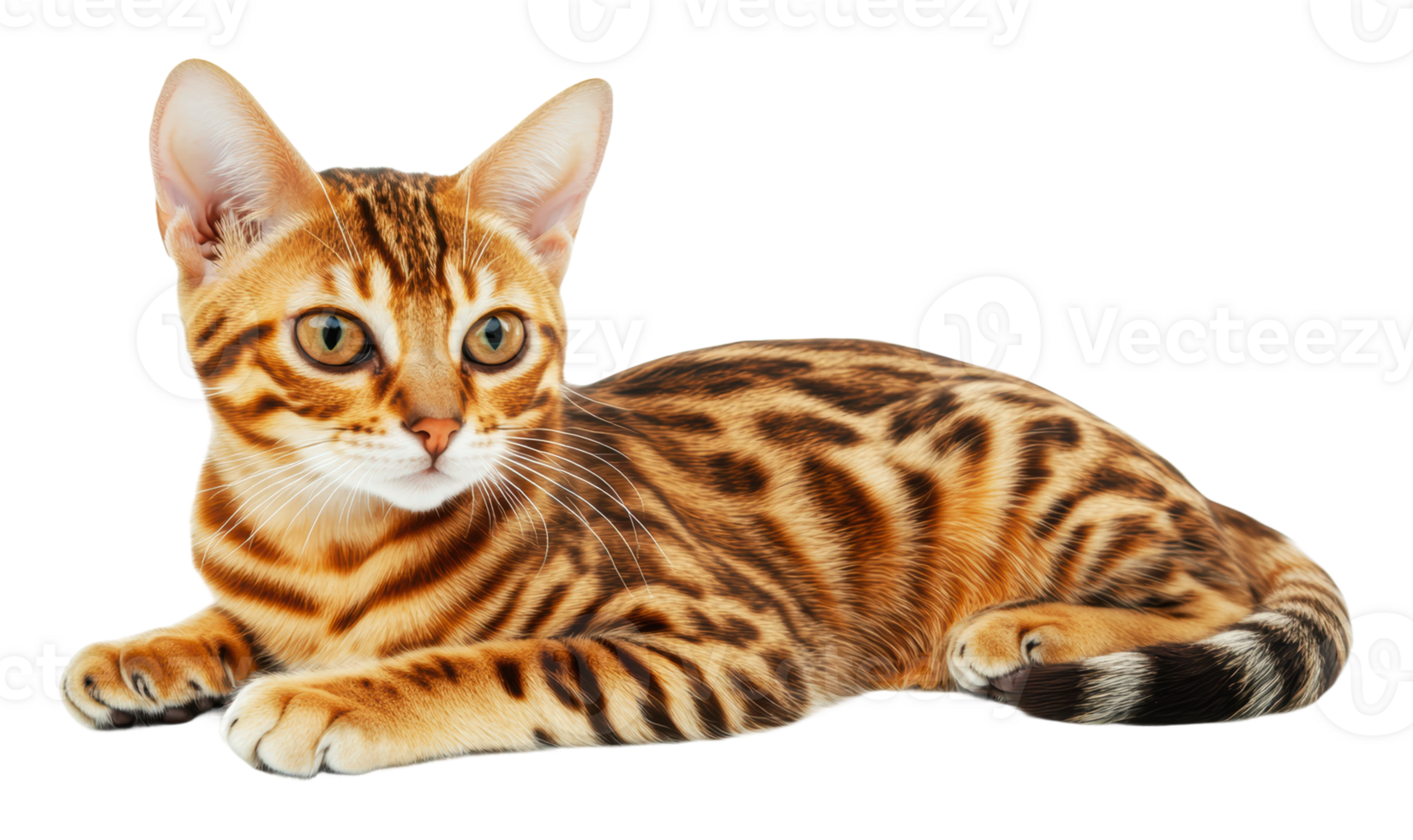 Charming Bengal cat lounging comfortably indoors png