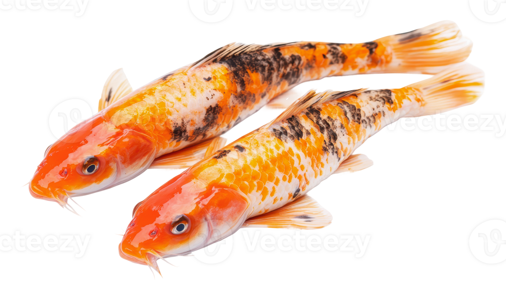 Vibrant koi fish swimming in clear water png