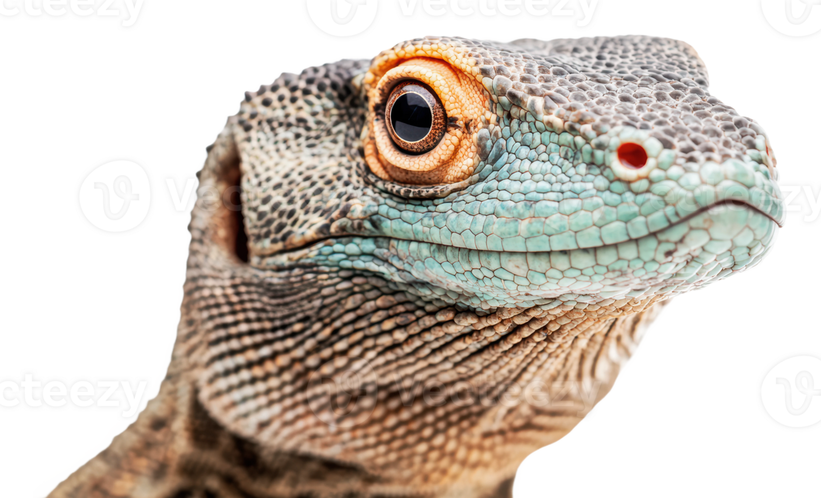 Close-up of a colorful lizard from nature png