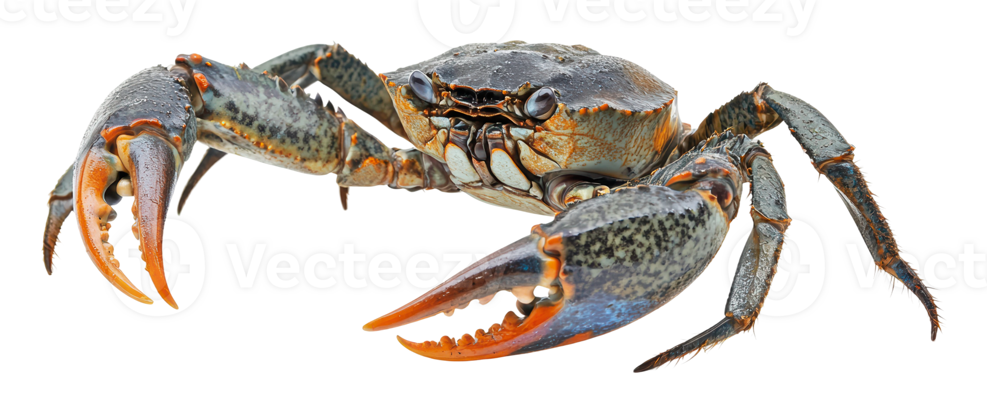 Crab in habitat on white background png
