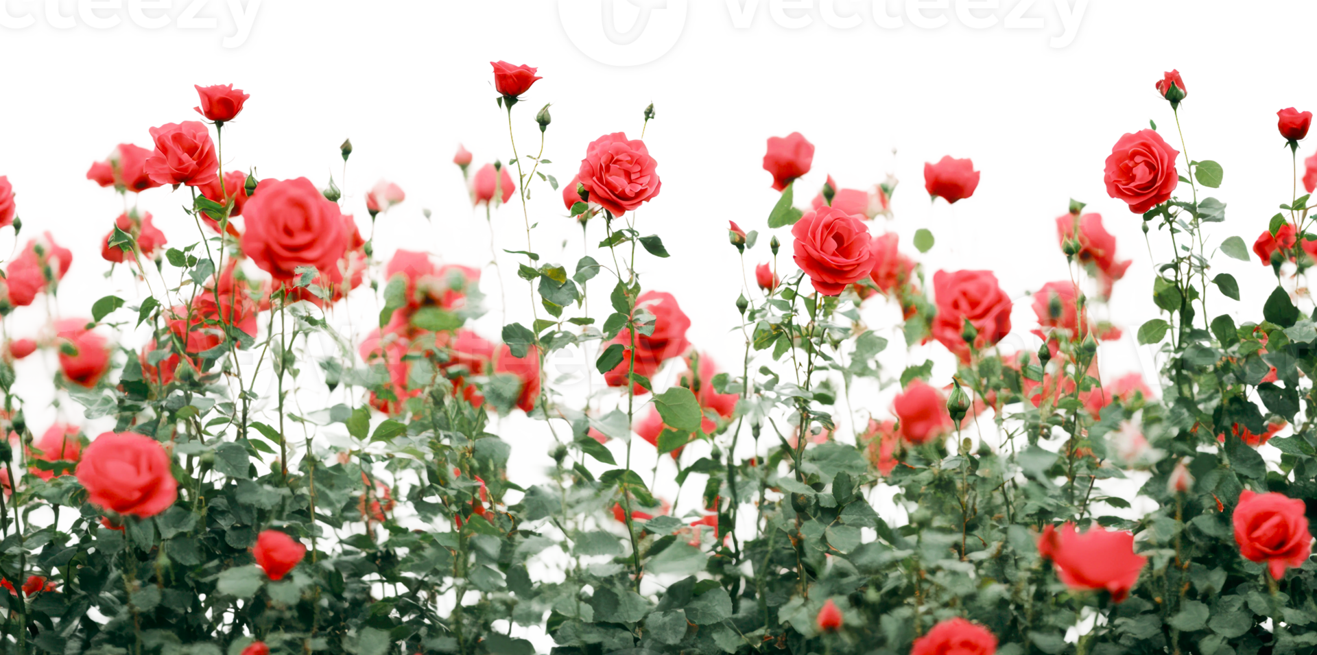 Vibrant red roses blooming in lush garden setting png