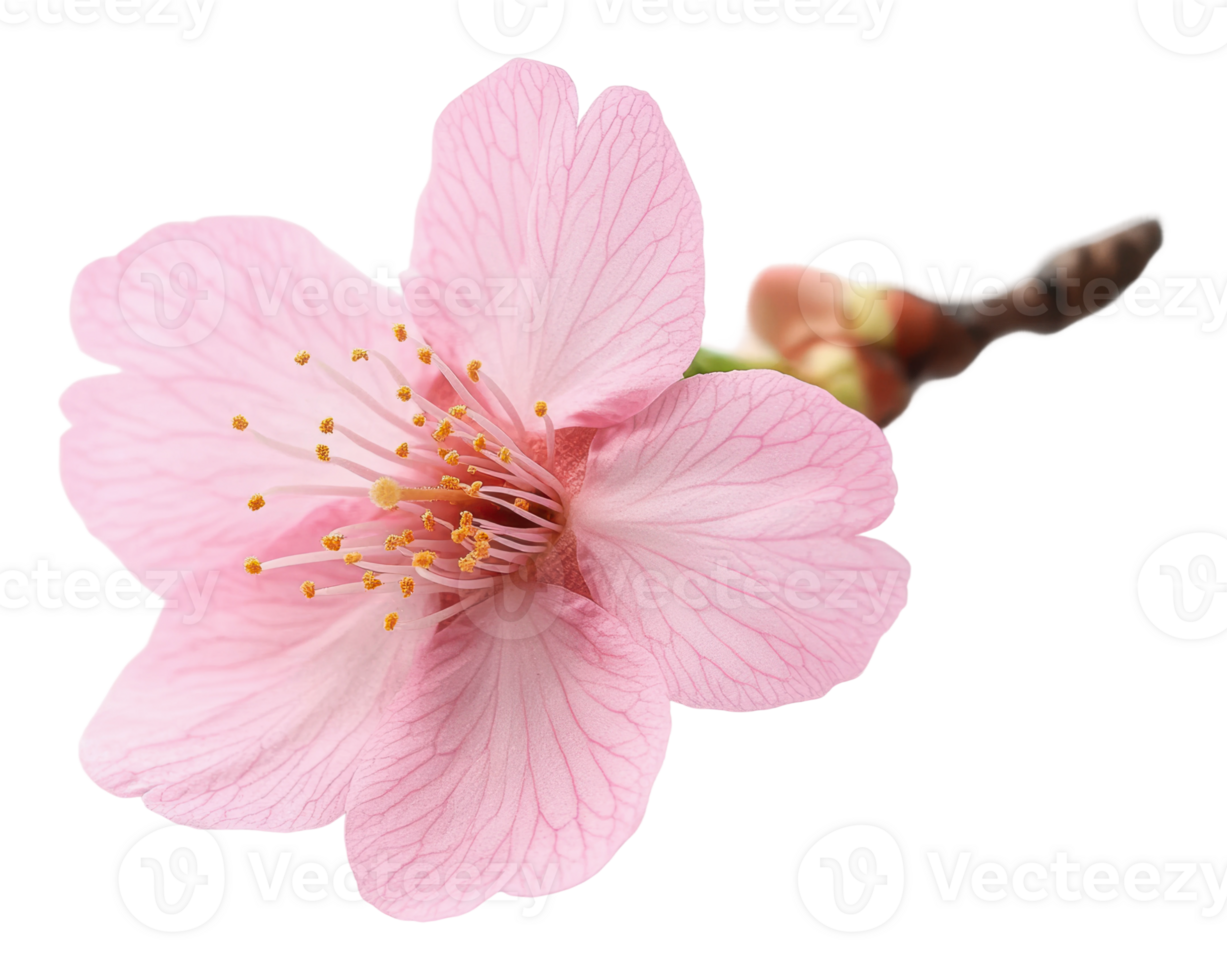 Beautiful pink cherry blossom in full bloom png