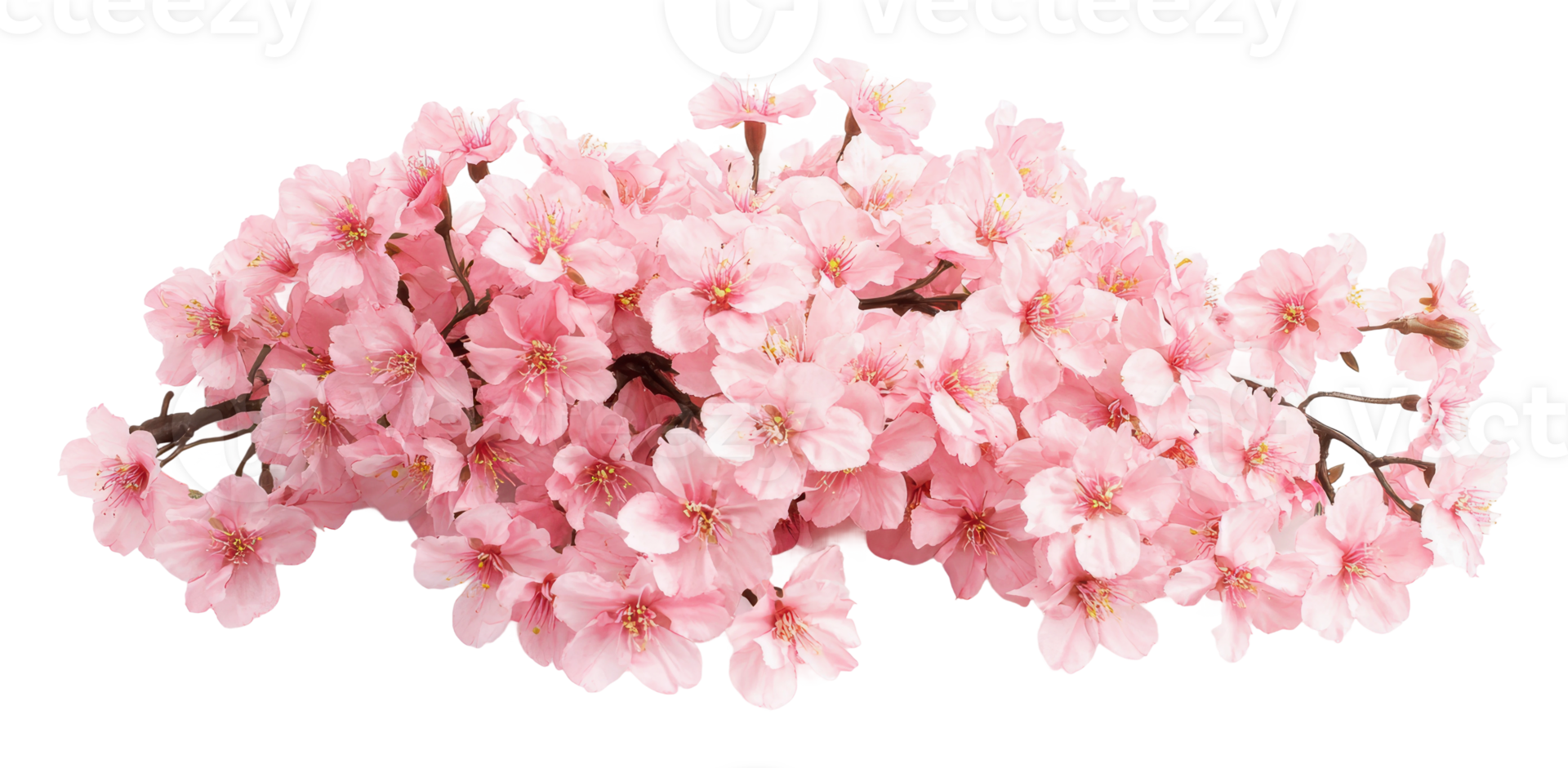 Vibrant pink cherry blossom branch png
