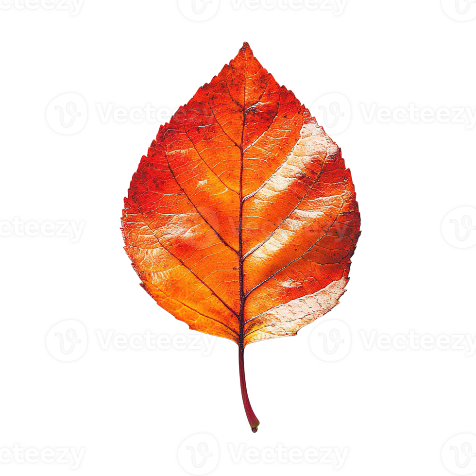 Isolated Autumn Leaf Displaying Warm Tones and Realistic Veining png