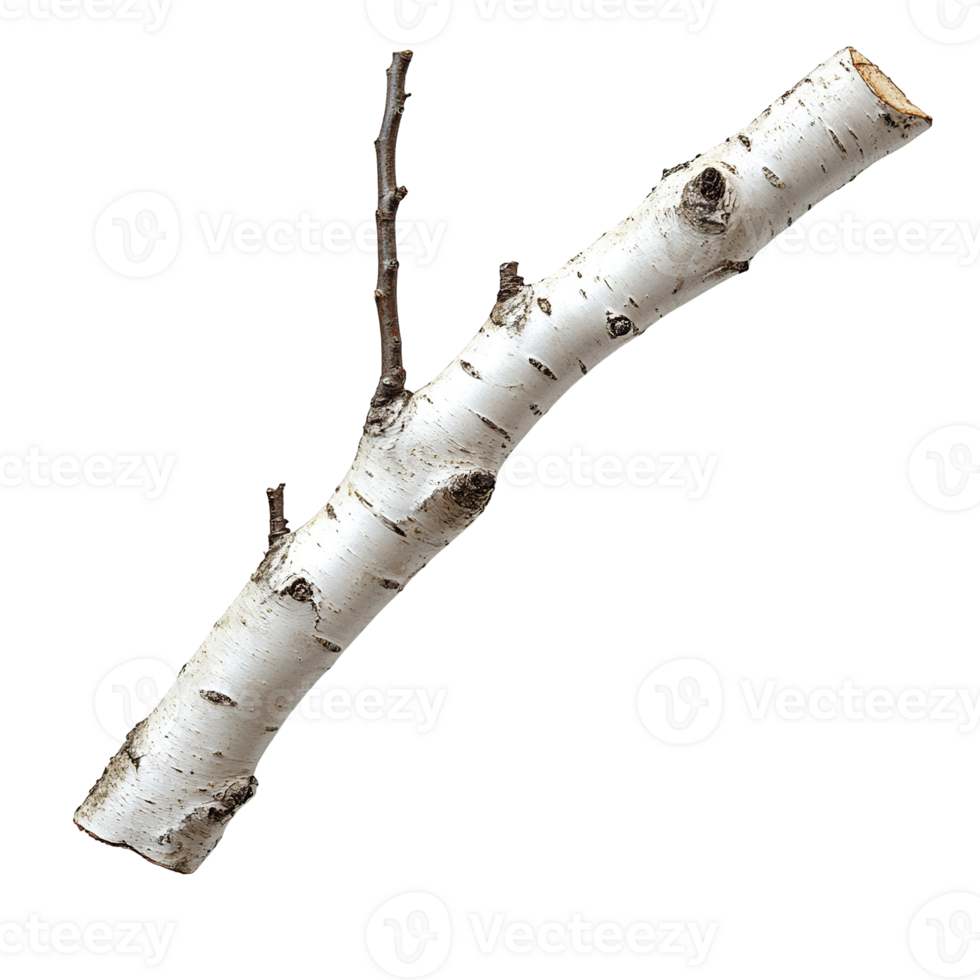 Birch Branch Featuring Detailed White Bark Isolated on Transparent Background png