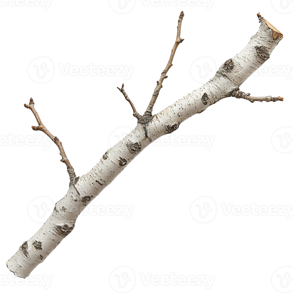 Botanical Birch Tree Branch Textures Highlighting Seasonal Growth and the Character of White Peeling Bark png