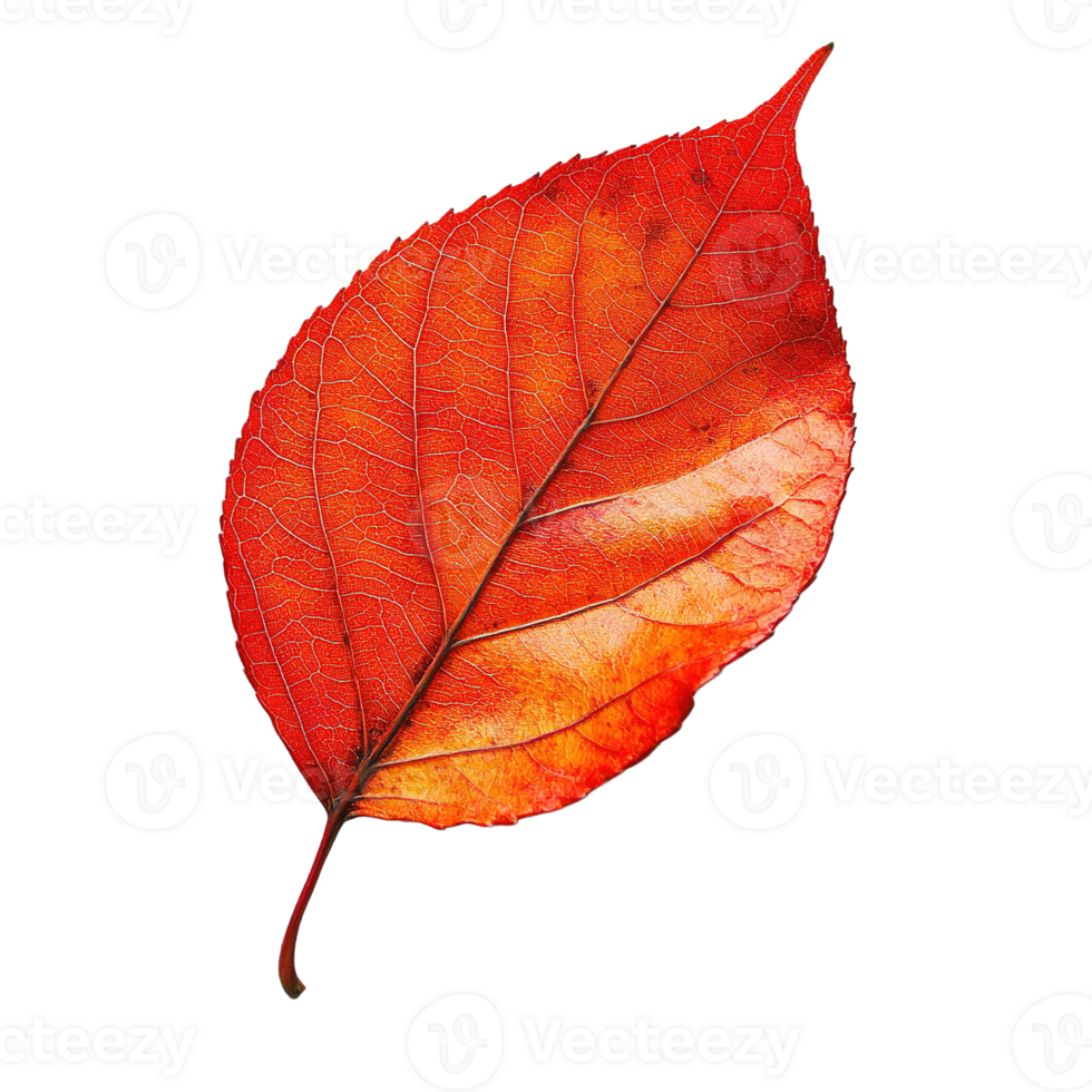 Vibrant Autumn Leaf in Shades of Orange and Red Highlighting Natural Vein Textures png