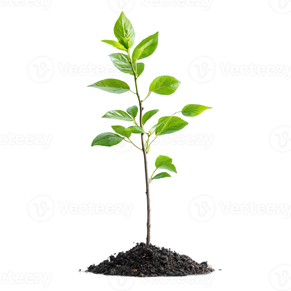 Young Green Plant with Lush Leaves Growing in Rich Soil png