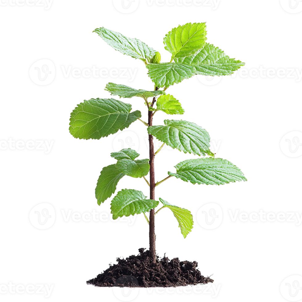 Young Plant with Healthy Leaves in Fertile Ground on Transparent Background png